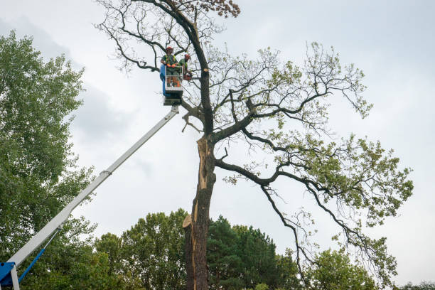 Best Tree and Shrub Care  in Blackwells Mills, NJ