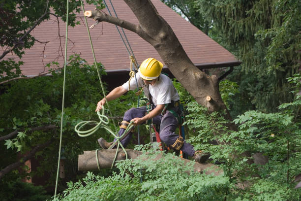 Best Seasonal Cleanup (Spring/Fall)  in Blackwells Mills, NJ