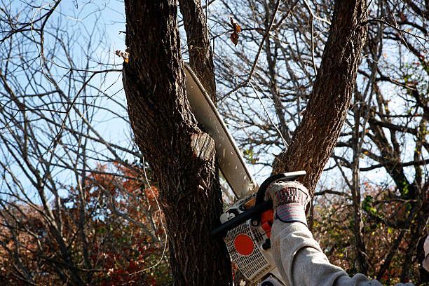 Best Tree Preservation Services  in Blackwells Mills, NJ