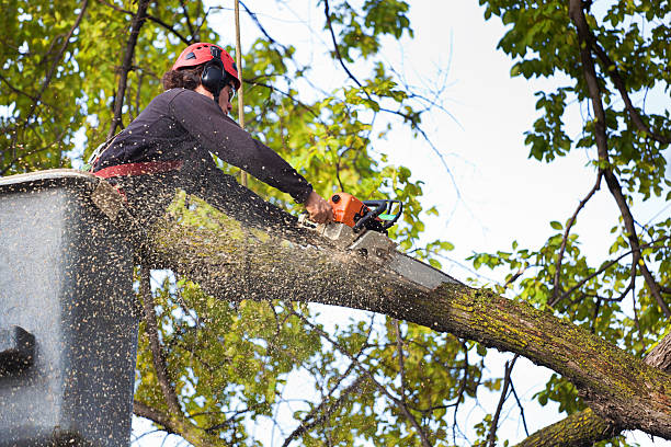 How Our Tree Care Process Works  in  Blackwells Mills, NJ