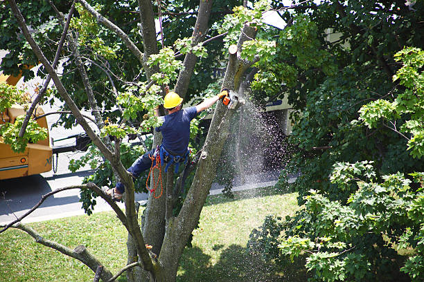 Best Emergency Tree Removal  in Blackwells Mills, NJ