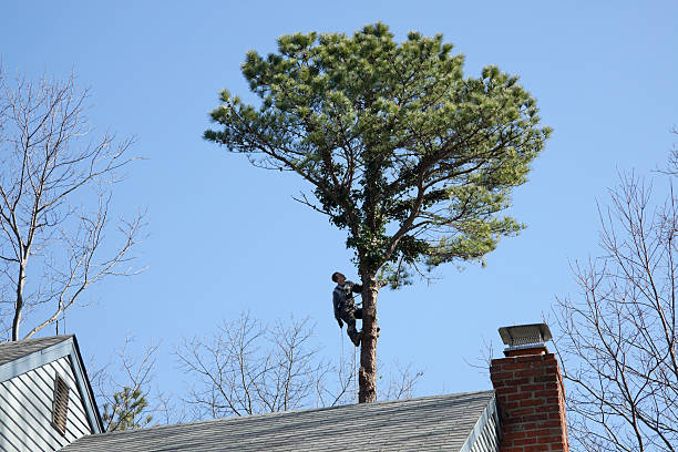 Best Root Management and Removal  in Blackwells Mills, NJ