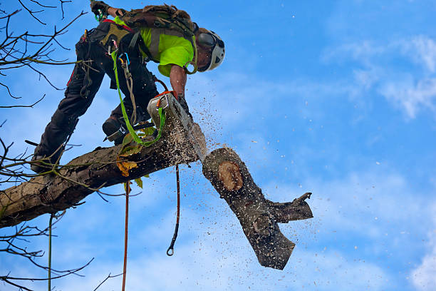 Best Stump Grinding and Removal  in Blackwells Mills, NJ