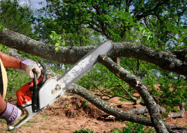 Best Tree Removal  in Blackwells Mills, NJ