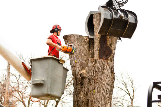 Best Palm Tree Trimming  in Blackwells Mills, NJ